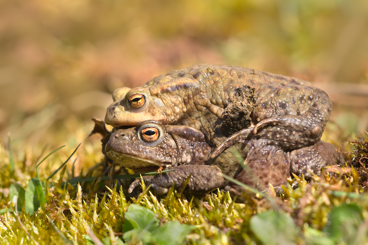 Common Toads Mating 2